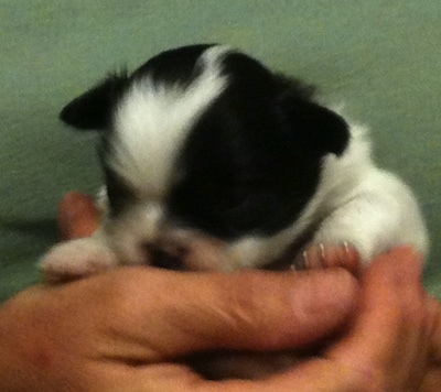 A tiny black and white Japanese Chin puppy is laying in the hand of a person in a green shirt